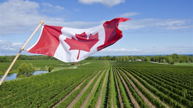 
Canada’s Agricultural Industry Needs 30,000 Immigrant Farmers in the Next Decade
